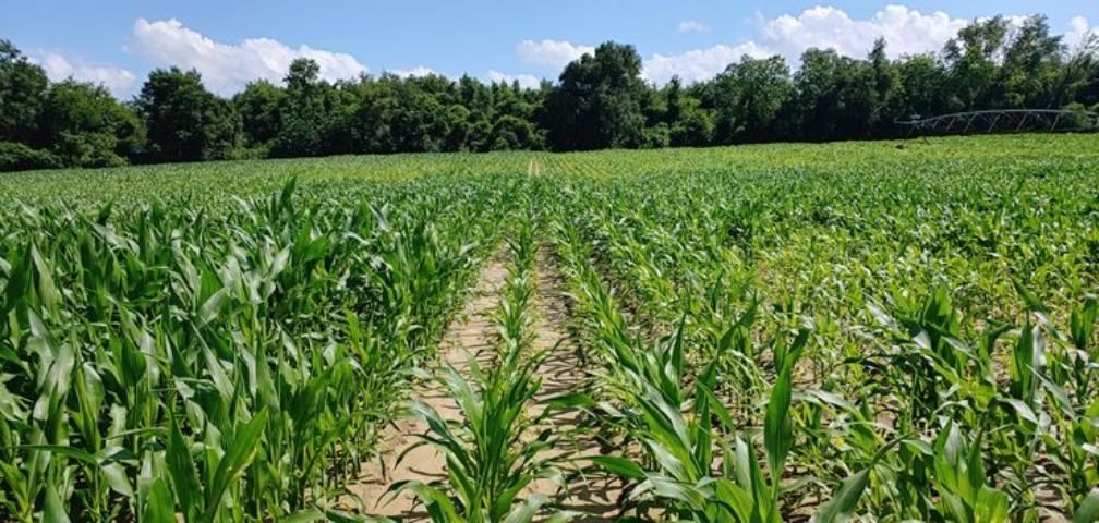 Figure 7. A corn field with patchy stunting from stubby-root nematode infestation in Hamilton County, FL.