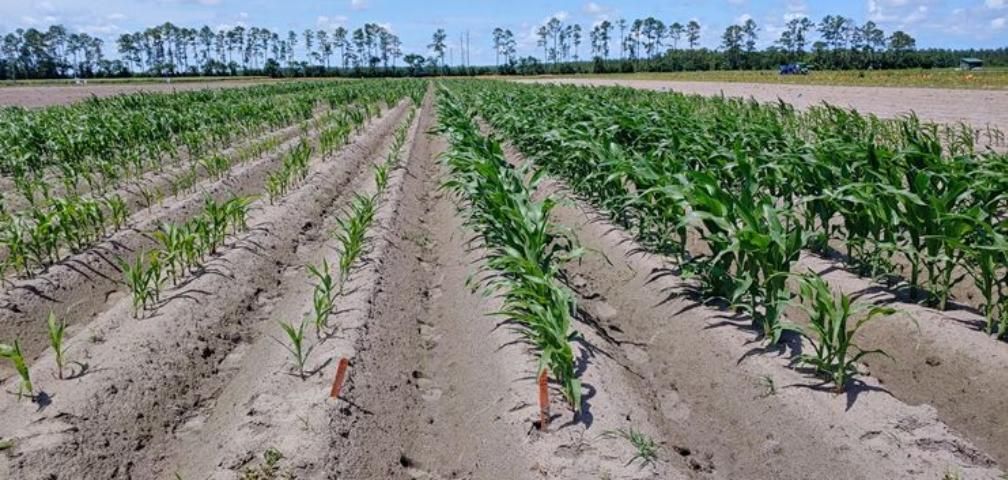 Figure 5. Severe stunting of corn shoots at 33 days after planting due to a mixture of sting, stubby-root, and other nematodes in research plots in Hastings, FL. The plants on the right are treated with nematicide whereas the plants on the left are untreated.
