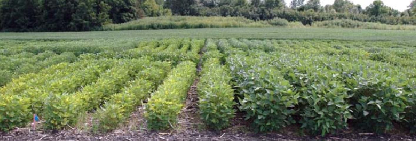 Figure 7. Stunted and chlorotic (yellowed) soybeans with high soybean cyst nematode population density (left) compared to healthy soybeans with low density.