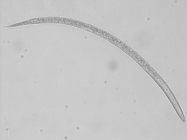 Figure 2. Second-stage juvenile (J2) root-knot nematode at 400x magnification. This is the stage that emerges from an egg and enters the root to establish a feeding site.