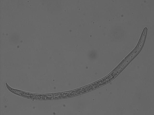 Figure 4. A young, soil-borne female reniform nematode before it infects cotton roots. This nematode is magnified 400 times its actual size.