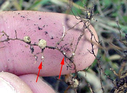 Figure 10. Mature soybean cyst nematode females protruding from soybean roots (marked by arrows). The larger, roughly spherical, off-white growths on the root are nitrogen-fixing nodules.
