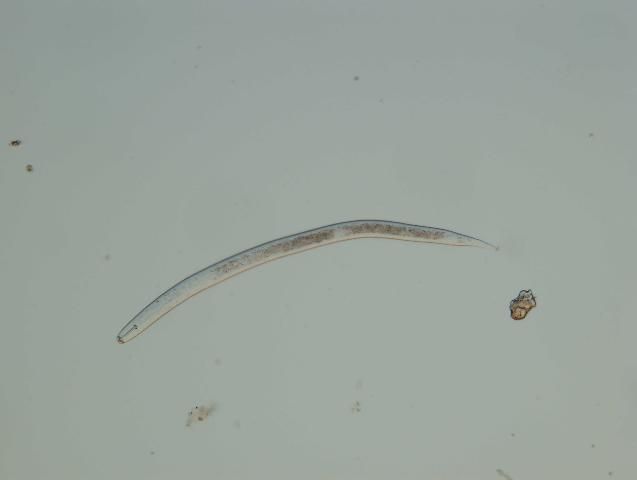 Figure 5. Soybean cyst nematode second-stage juvenile (J2) under high magnification. This is the stage that emerges from an egg and enters the root to establish a feeding site.