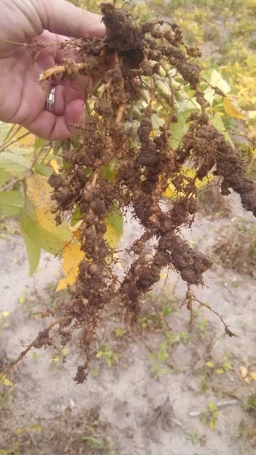 Figure 9. Severe galling of soybean roots caused by heavy root-knot nematode infestation.
