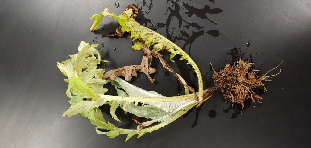 Figure 8. Sting nematode symptoms on artichoke root system. Note stunted, matted, and necrotic (brown, dying tissue) root system as well as lateral root pruning and proliferation, which is illustrated in more detail in Figure 9. Shoot is also severely stunted.