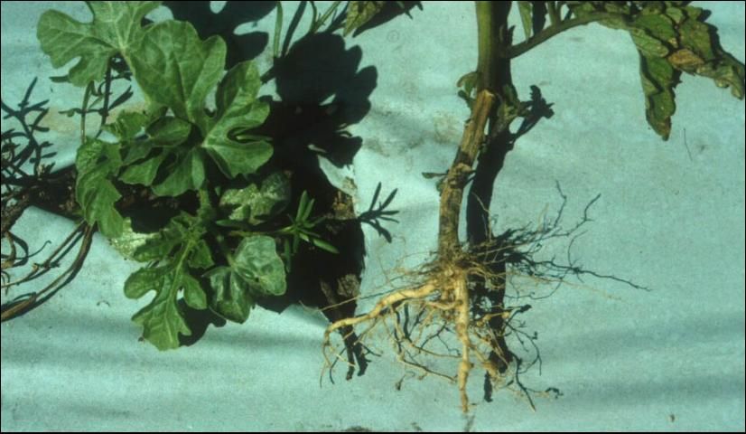 Figure 5. Root-knot nematode (Meloidogyne sp.) induced galling of watermelon roots.