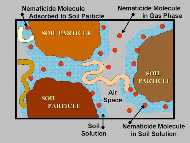 Figure 16. Nematode as aquatic organisms encountering both liquid and gas phase nematicides in soil.