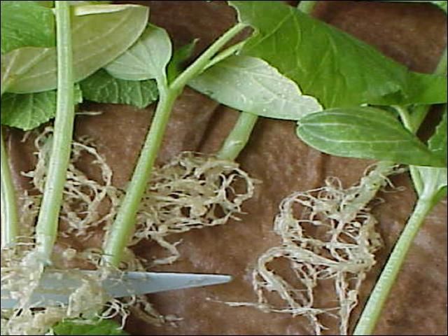 Figure 3. Root-knot nematode (Meloidogyne spp.) induced stunting and galling of cucumber seedlings. Note the enlarged, tumerous type expansions (galls) of the roots.