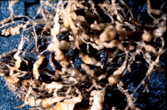 Figure 2. Close-up view of root-knot nematode (Meloidogyne spp.) induced galling of plant roots. Note the enlarged, tumerous type expansions (galls) of the roots.