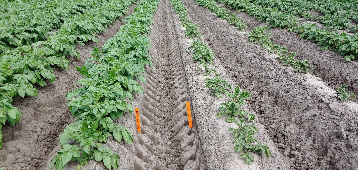 Stunting of potato shoots due to sting nematode infestation. Stunted plants on the right are not treated with any nematicide. More vigorous plants on the left are treated with Nimitz nematicide. Photo is from 41 days after planting. 