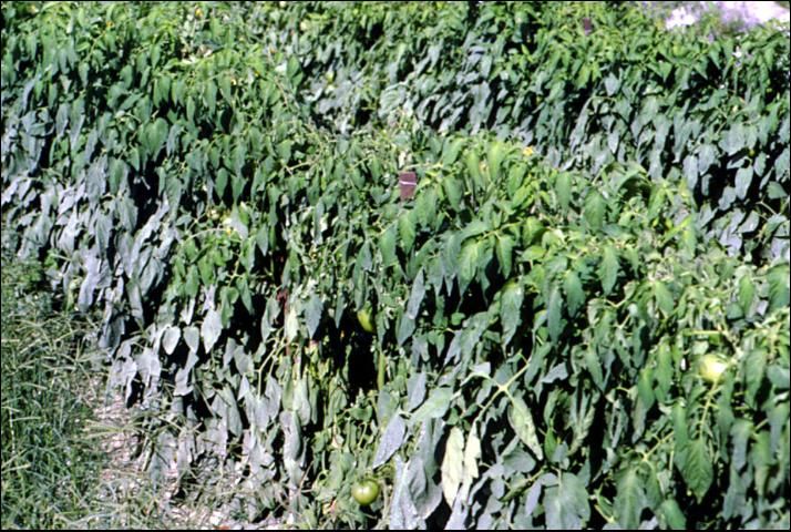 Figure 2. Wilted tomato plants infected with Fusarium crown rot fungus.