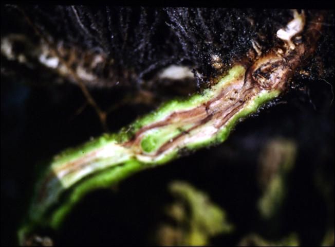 Figure 4. Internal discoloration of the crown and root rot. (Note missing taproot).
