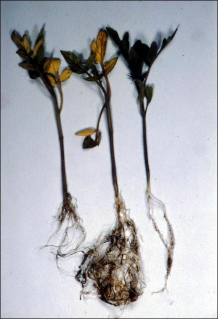 Figure 1. Infected tomato transplants (left and center) next to healthy transplant (right).