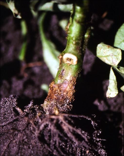 Figure 3. Canker on stem at soil line.