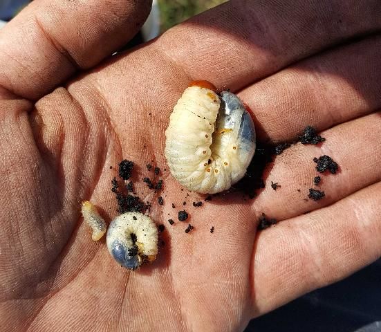 Figure 7. Beetle larvae infesting sugarcane, including a Diaprepes root weevil larva (left), a Cyclocephala sp. larva (center), and a Tomarus subtropicus larva (right).