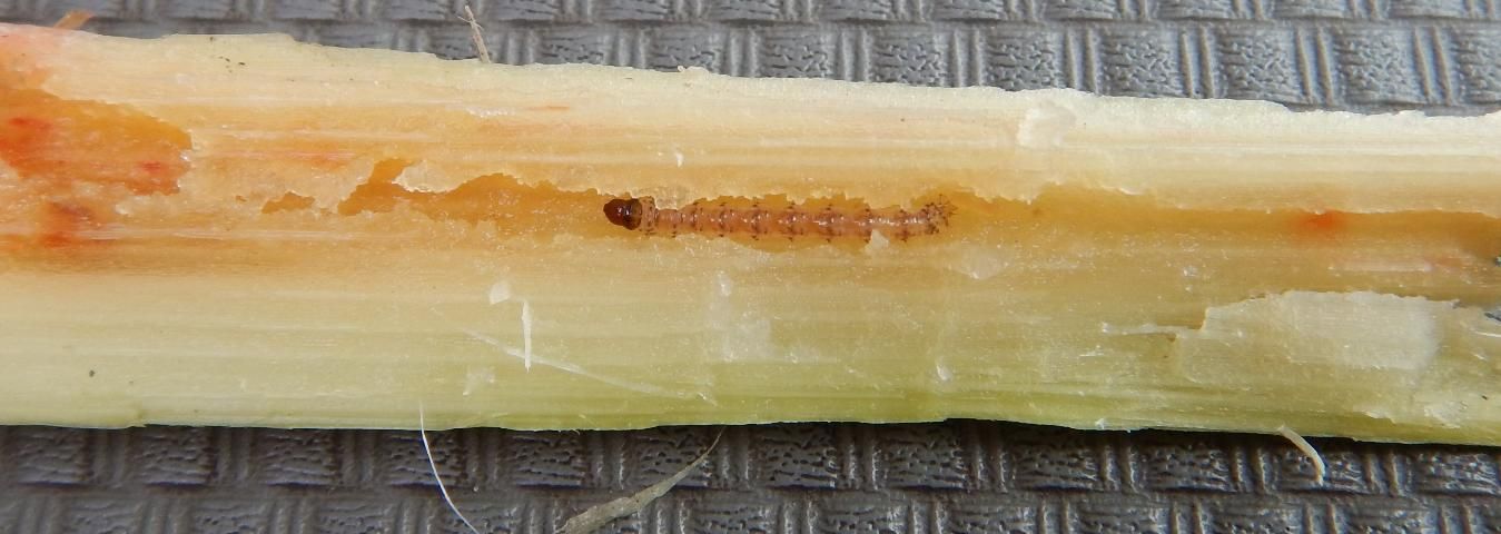 Figure 8. A sugarcane borer larva feeding inside a sugarcane stalk.
