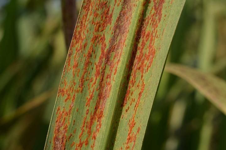 Figure 14. Orange rust pustules on the lower side of a sugarcane leaf.