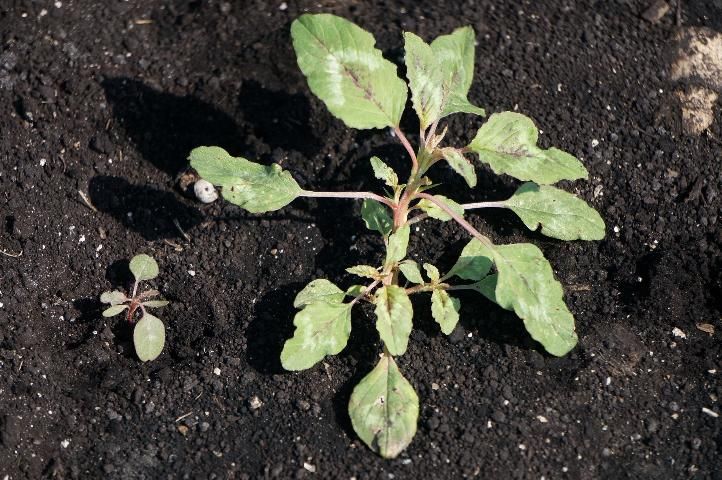Figure 26. Spiny amaranth seedling (left) and mature plant (right) with spines at the base of leaves.
