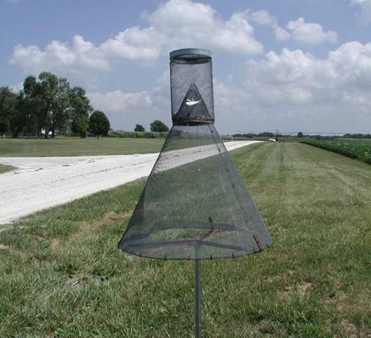 Figure 19. Insect cone trap containing pheromone.