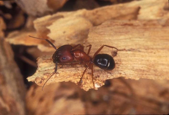 Figure 3. Carpenter ant feeding on wood.