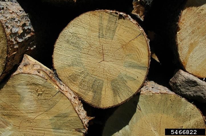 Figure 2. Pine logs discolored by blue stain fungus transmitted by pine beetle.