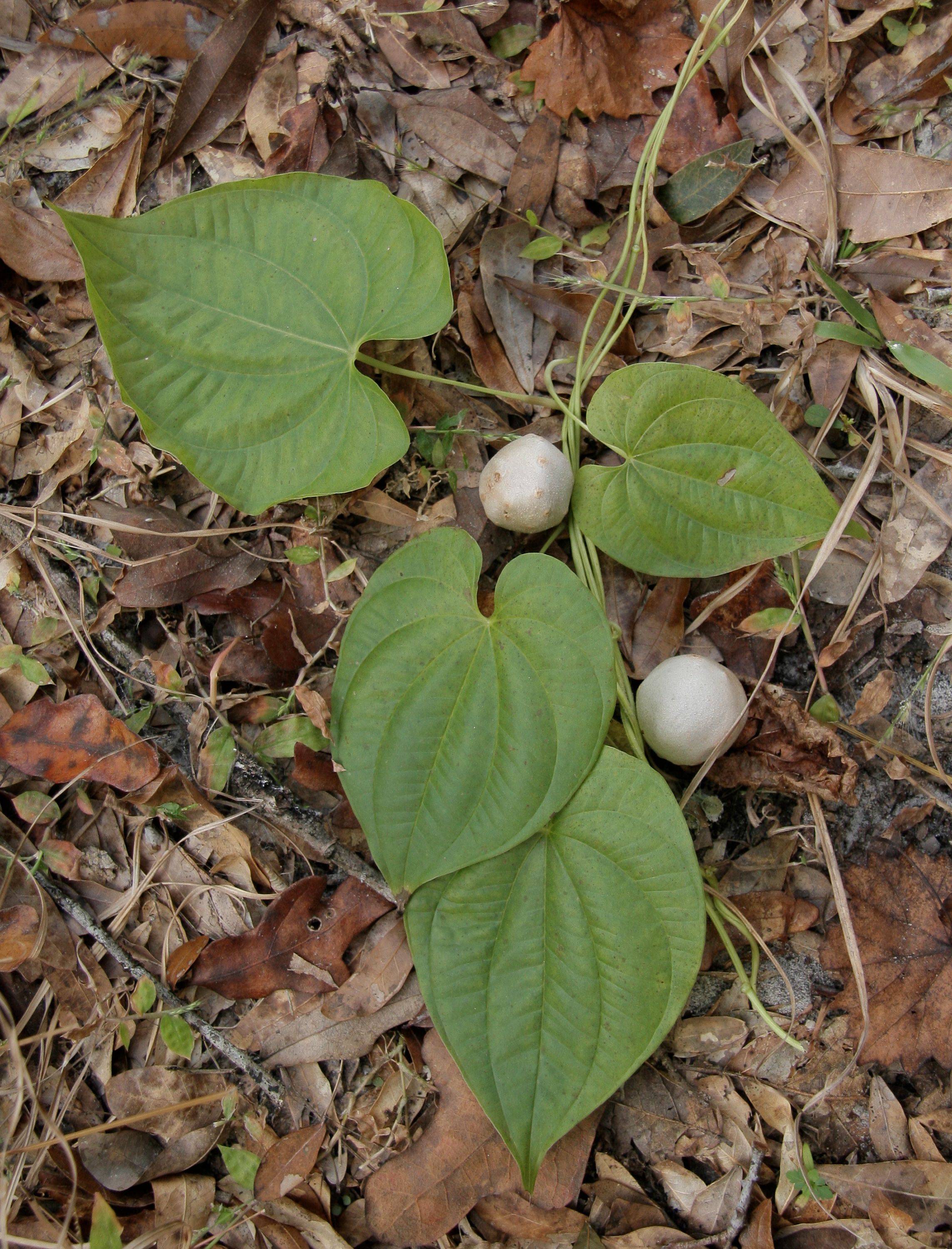 Identification of pests is vital to determining the appropriate management plan. The air potato vine, Dioscorea bulbifera, is an invasive vine in Florida and poses a threat to our native species. However, it is frequently confused with several other vines including many species of morning glory and pothos. 