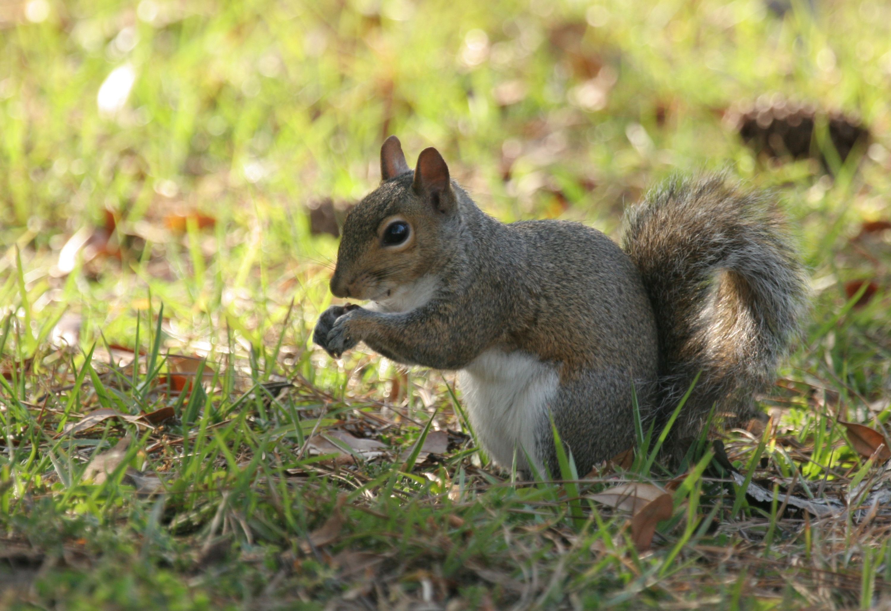 Squirrels are very cute when they are outside. However, they can do a lot of damage if they make it indoors. Preventing these and other rodents from entering structures is an important component of IPM. 