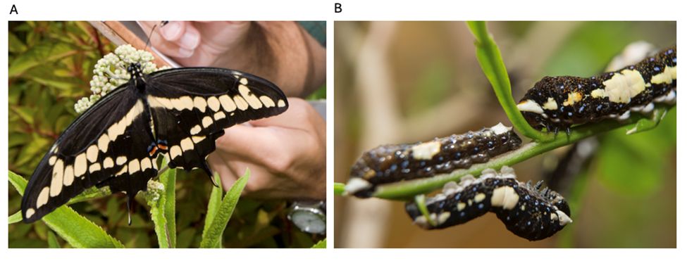 A) An adult swallowtail butterfly, Papillio aristodemus, feeds on nectar. B) The larvae will consume many host plants in the family Rutaceae including citrus. 