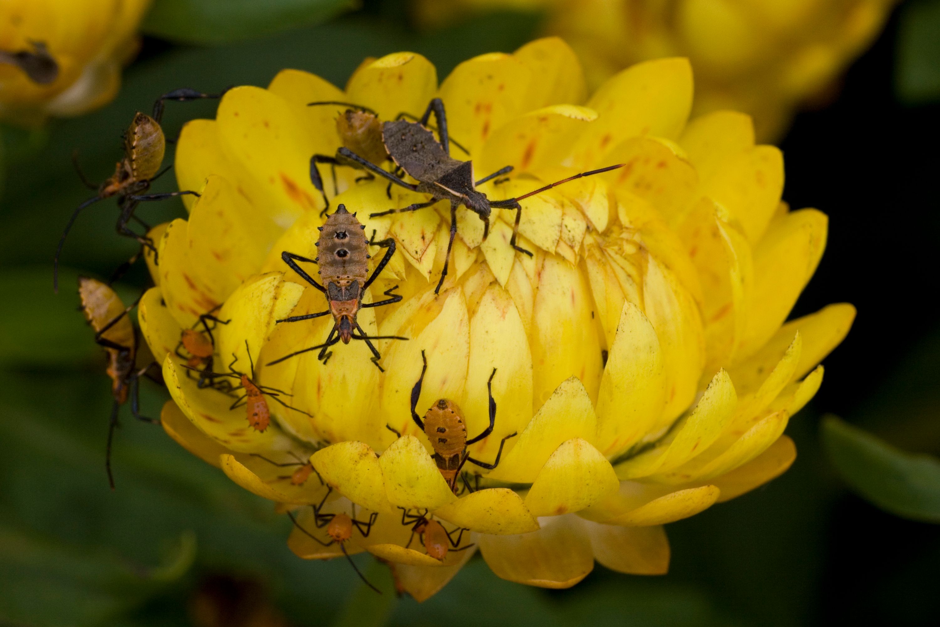 Hand-picking insects, like these leaf-footed bugs, off small garden plots can be cost-effective and have no non-target effects. 