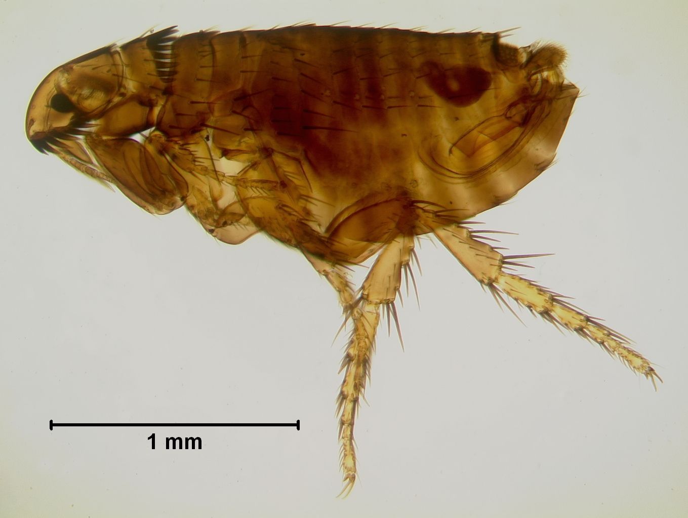 Close-up of a male cat flea, Ctenocephalides felis. 