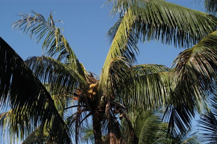 Figure 3. Bud rot of Cocos nucifera: no new leaves are emerging and crown is open-topped, while older leaves in canopy look healthy at this time.
