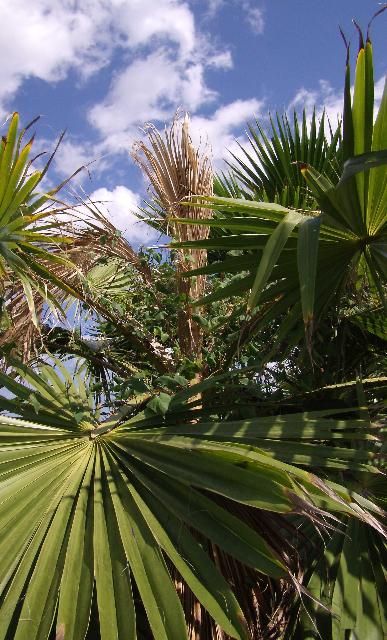 Figure 2. Washingtonia robusta exhibiting typical bud rot symptoms. Only the spear leaf and next youngest leaf are affected by the pathogen; older leaves remain healthy.