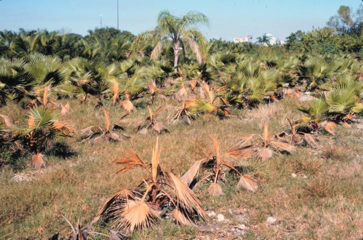 Figure 4. Multiple Washingtonia robusta in this field nursery are being affected by Phytophthora bud rot. Those most affected were juvenile palms in a low-lying area.