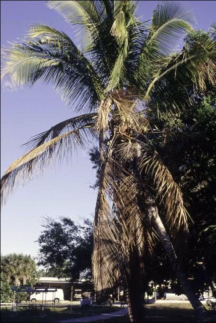 Figure 5. 'Maypan' Cocos nucifera with Lethal Yellowing exhibiting discoloration of leaves (grayish-brown rather than yellow).