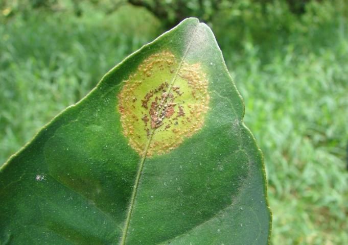 Figure 9. Leaf lesions on the upper side of the leaf (C-type viruses).