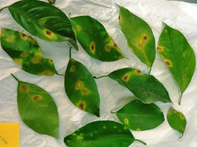 Figure 8. Leaf lesions showing necrotic centers caused by N-type citrus leprosis viruses.