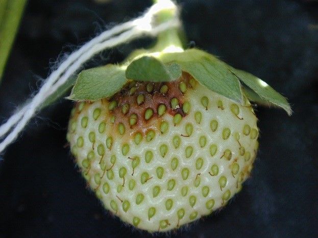 Figure 1. BFR lesion starting under the strawberry calyx.