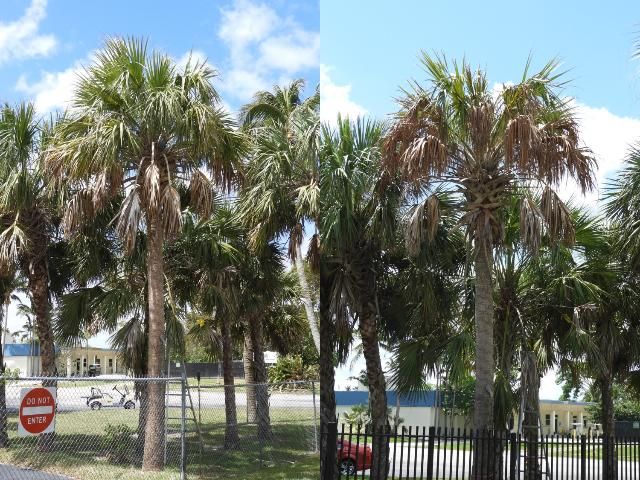 Figure 3. Symptom progression of LBD in a Sabal palmetto demonstrating discoloration of older leaves first, March 2018 (left); then three months later where more, younger leaves are affected and spear leaf has collapsed (right).