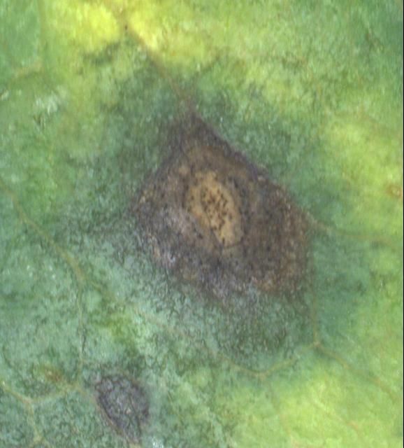 Figure 1b. Cercospora leaf spot with typical circular lesion and a necrotic center, 10x.