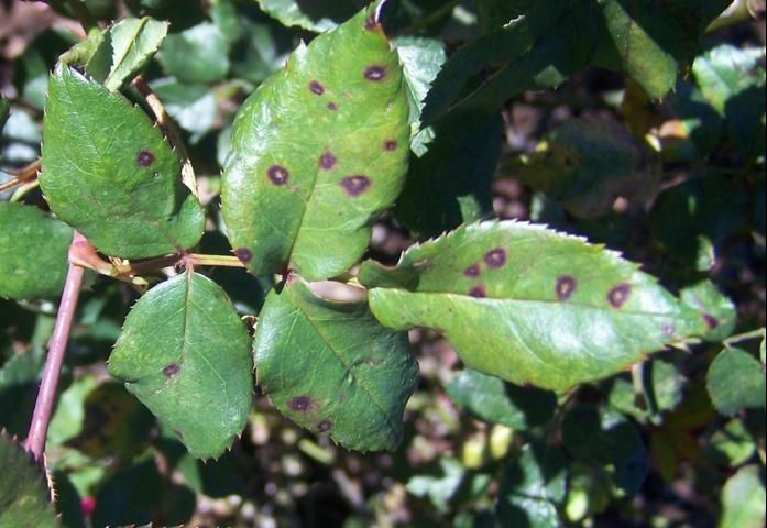 Figure 1a. Leaves infected with Cercospora rosicola.