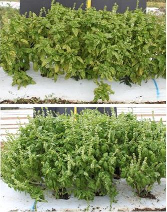 Figure 1. Symptoms of downy mildew on field-grown basil (top) compared with healthy basil plants (bottom).
