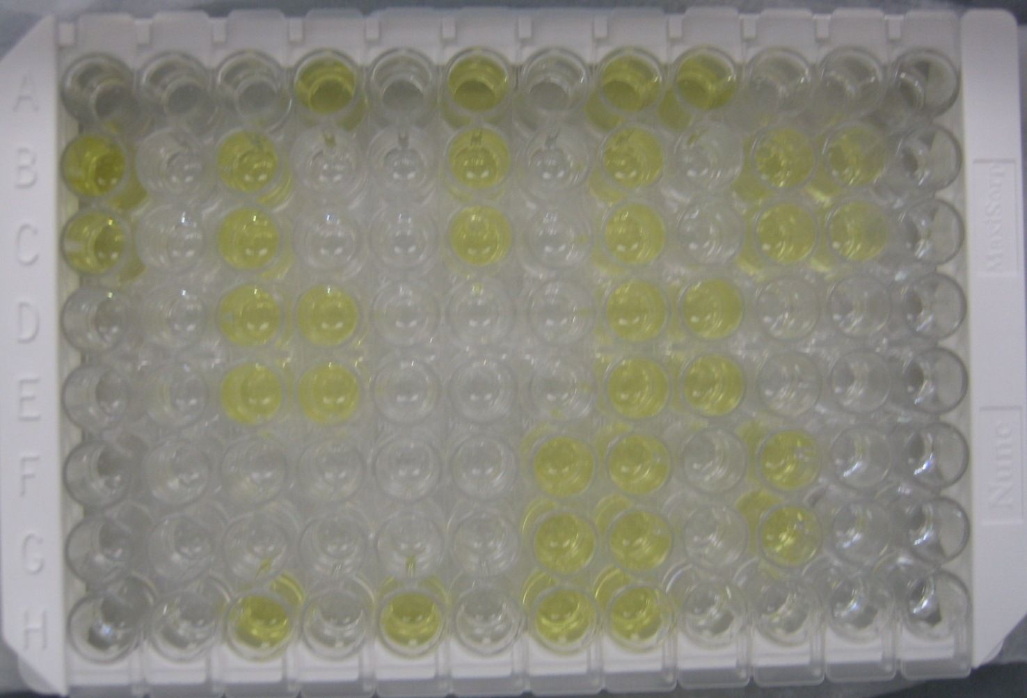 ELISA microplate showing colorimetric reaction of virus-infected samples. 