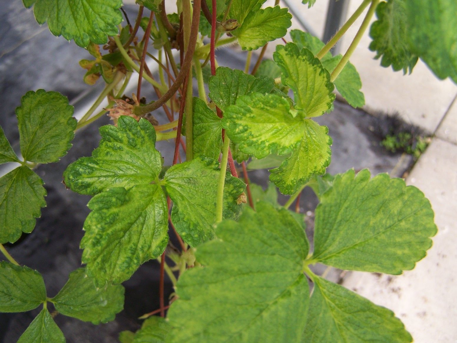 Strawberry plant showing a mosaic pattern on the leaves. 