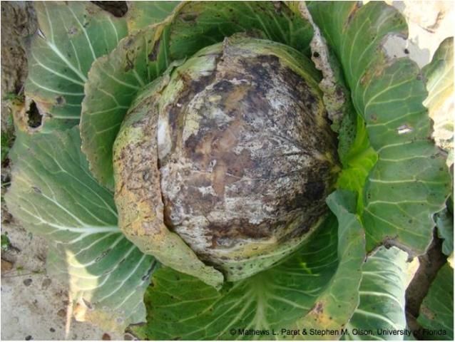 Figure 3. Head rot of cabbage caused by S. sclerotiorum.
