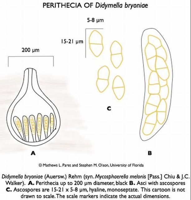 Figure 12. Peridicia, the black fruiting body of Didymella bryoniae, the gummy stem blight pathogen.
