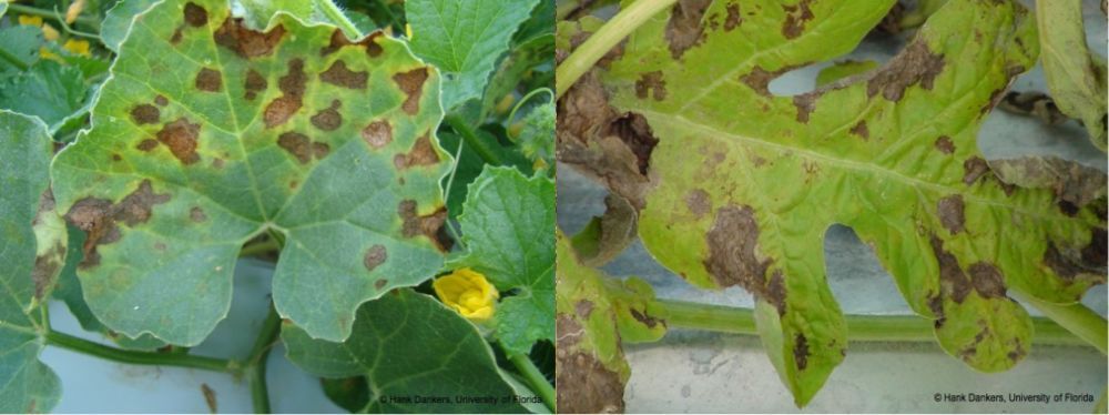 Figure 10. Brown, irregularly shaped lesions containing a concentric ring pattern can be seen on cantaloupe and watermelon leaf margins and interveinal areas with high moisture retention.