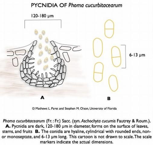 Figure 14. Pycnidia, the black fruiting body of Phoma cucurbitacearum, the gummy stem blight pathogen.