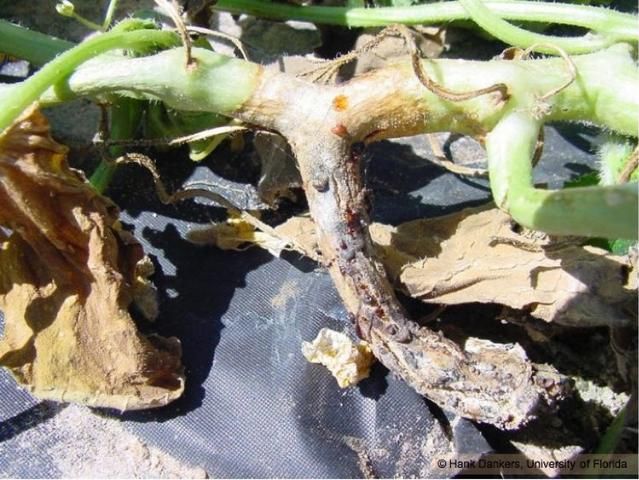 Figure 6. Gummy red exudation from a D. bryoniae-infected cantaloupe stem.