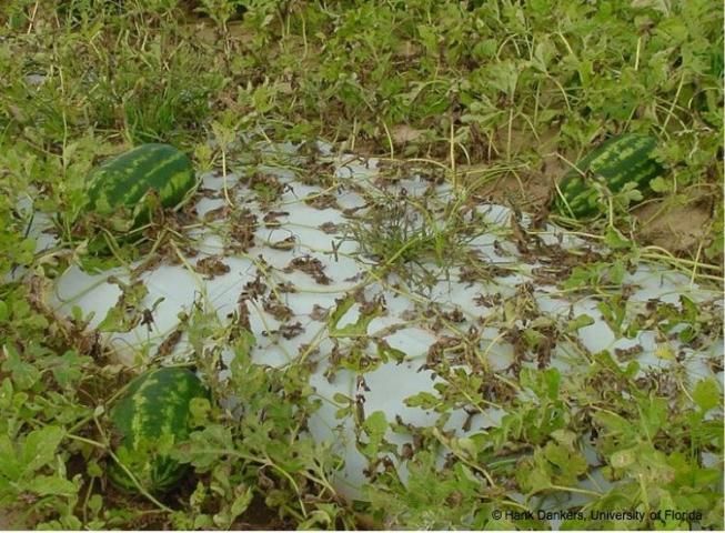 Figure 1. Watermelon field severely infected with D. bryoniae.