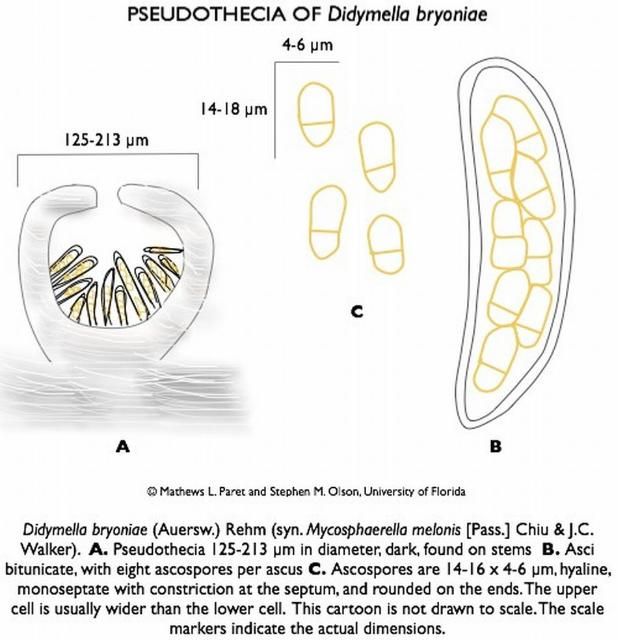 Figure 13. Psuedothecia, the black fruiting body of Didymella bryoniae, the gummy stem blight pathogen. Pseudothecia is not often seen and only noted on infected stems.